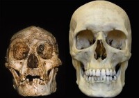 弗洛勒斯人(左)和現代人頭骨比較