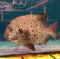 金鼓魚