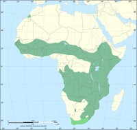 藪貓地理分佈