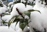 下雪[自然現象]