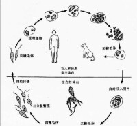 醫學原蟲生活史