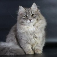 西伯利亞森林貓