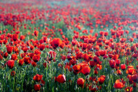 新疆紅花