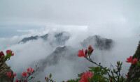 花台[九華山風景區景點]