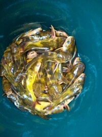 黃牯魚