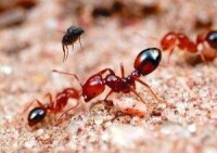 入侵火蟻