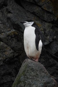 南極半島