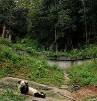 國寶熊貓