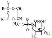 磷脂醯肌醇