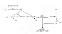 經典途徑的激活