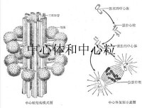 中心體