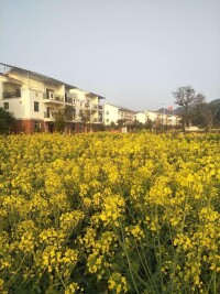 白洋村[福建省莆田市仙游縣社硎鄉下轄村]