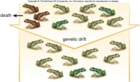 青蛙的遺傳漂變