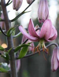 歐洲百合玫紅變種