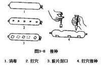 接種[微生物術語]