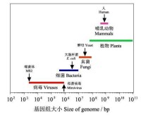 圖2 各種生物的基因組大小比較