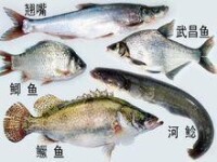 清流溪魚養殖品種圖