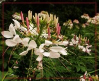 重慶花卉園風景照片