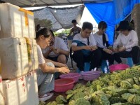 柳城畲族鎮的蓮農們正搶季節採摘加工蓮子