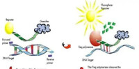 micro RNA