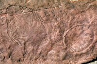 狄更遜水母(Dickinsonia)化石