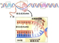 RNA轉錄1
