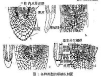 各種類型的根端縱切面