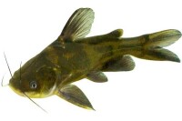 黃顙魚