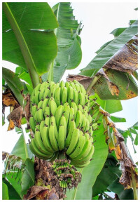 勐罕鎮香蕉種植