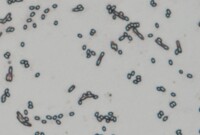 堅強芽孢桿菌在逆境環境中芽孢的生成過程。