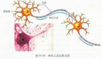 潔黴素