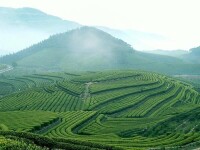 東山峰 世外茶園