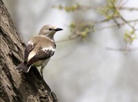 椋鳥部分種類圖片