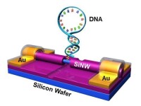 基於硅納米線器件的單分子檢測