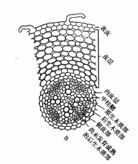 雙子葉植物根的初生結構