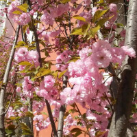 北京市櫻花園實驗學校