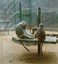 鄭州動物園