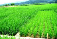 優質水稻田