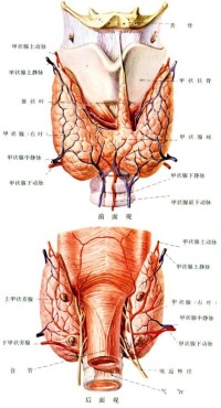 甲狀腺圖解