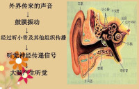 聽覺剖析圖