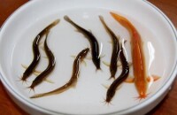 泥鰍魚