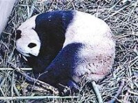 “幗幗”一臉疲態，熊貓寶寶就在她懷中