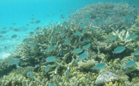 徐聞珊瑚礁自然保護區