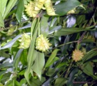 Illicium simonsii Maxim.野八角