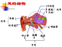 半規管