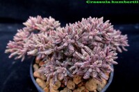 Crassula humbertii（河豚）