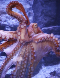 巨型章魚
