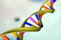 DNA雙螺旋模型