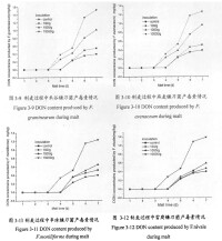 四種鐮刀菌產生嘔吐毒素情況