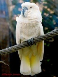白鳳頭鸚鵡（圖4）